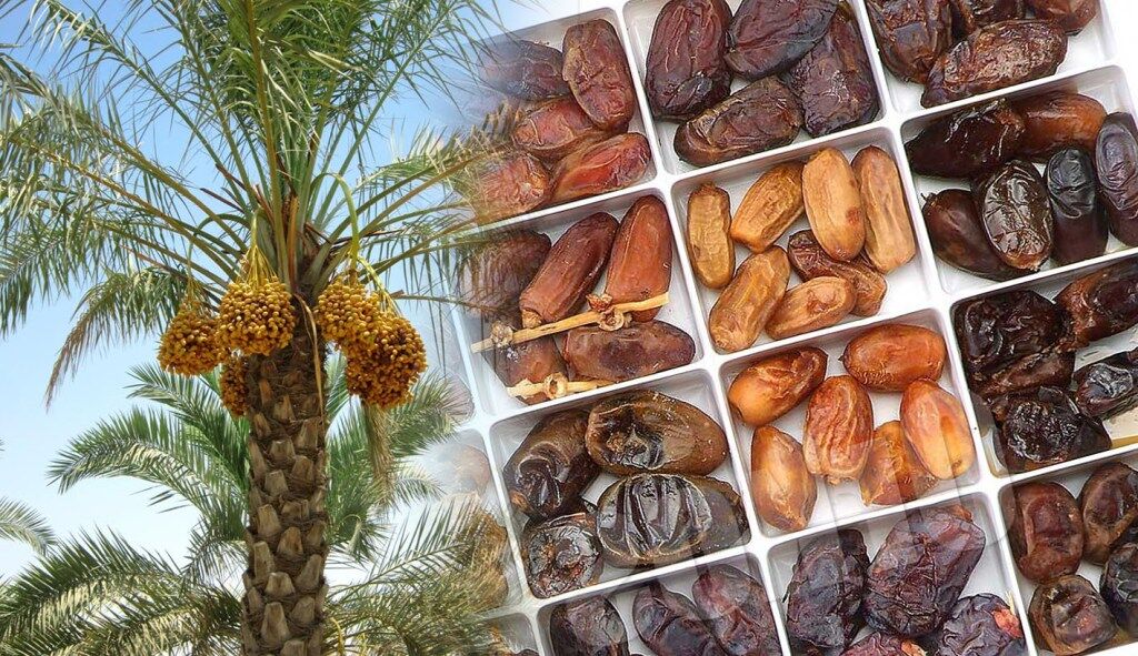 میز ملی خرما ۱۳ مرداد در دشتستان برگزار میشود