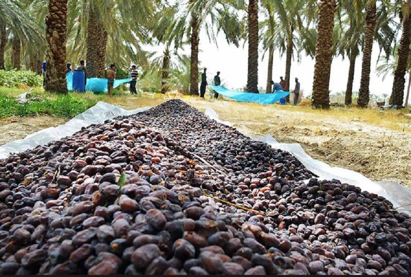 تعیین قیمت خرید تضمینی محصول، مهمترین موضوع میز ملی خرما در بوشهر است