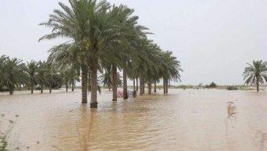 سامانه بارشی مونسون ۴۱۶ میلیارد تومان به بخش کشاورزی استان بوشهر خسارت زد