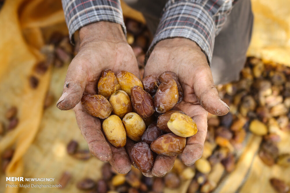 بیم و امید در بازار خرما/ چشم نخلداران به حمایت‌های دولت است