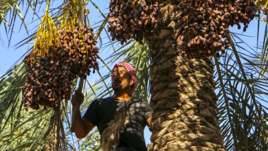 پیش بینی برداشت ۵۸ هزار تن محصول خرما در کازرون - خبرگزاری مهر | اخبار ایران و جهان