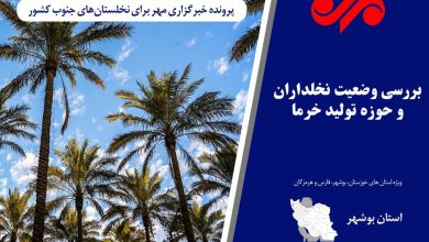 بیم و امید در بازار خرما/ چشم نخلداران به حمایت‌های دولت است - خبرگزاری مهر | اخبار ایران و جهان