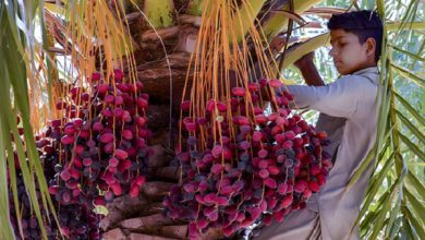 آغاز برداشت رطب خنیزی از نخلستان‌های میناب - خبرگزاری مهر | اخبار ایران و جهان