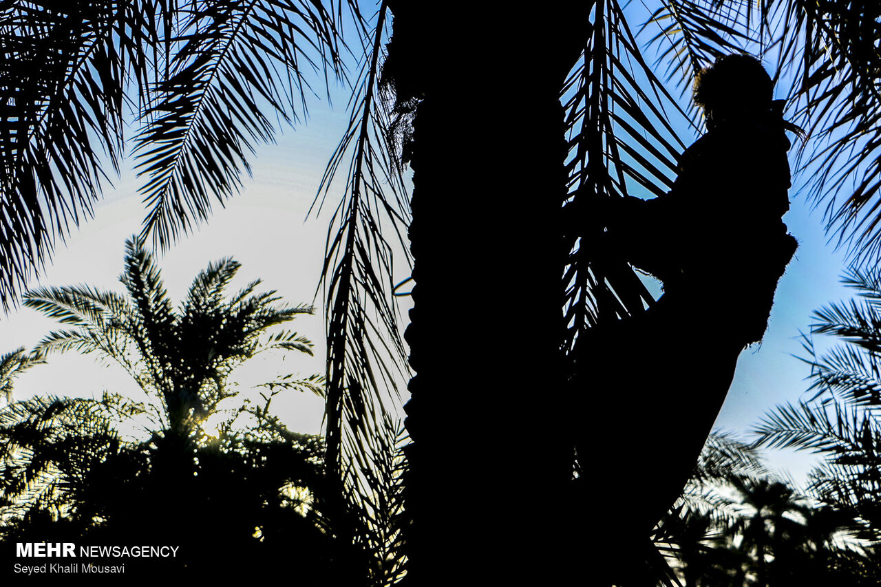 اینفوگرافیک| خرمای خوزستان؛ طلای شیرین جنوب