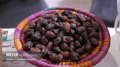 خرمای بوشهر راهی بازارهای خارجی شود؛ لزوم توسعه صنایع تبدیلی و فرآوری - خبرگزاری مهر | اخبار ایران و جهان