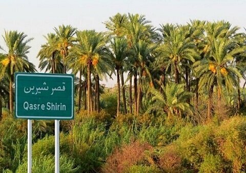 خرمای قصرشیرین؛ میوه ای که میتواند کام اقتصاد غرب کشور را شیرین کند