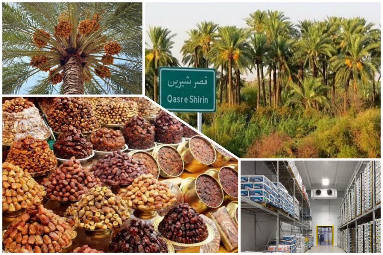 خرمای قصرشیرین؛ میوه ای که میتواند کام اقتصاد غرب کشور را شیرین کند - خبرگزاری مهر | اخبار ایران و جهان