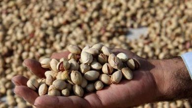 حذف ۵ محصول از فهرست محصولات کشاورزی و مواد غذایی پر آب بر - خبرگزاری مهر | اخبار ایران و جهان