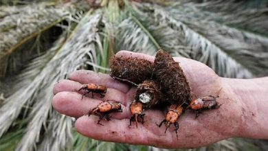 رخشان: آفت سوسک سرخرطومی حنایی باعث مرگ خاموش نخلستان های بم می شود - خبرگزاری مهر | اخبار ایران و جهان