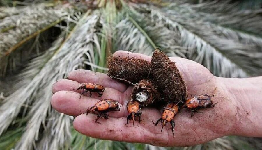 رخشان: آفت سوسک سرخرطومی حنایی باعث مرگ خاموش نخلستان های بم می شود - خبرگزاری مهر | اخبار ایران و جهان